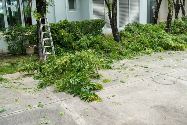 Best Tree Health Inspection  in Shavano Park, TX